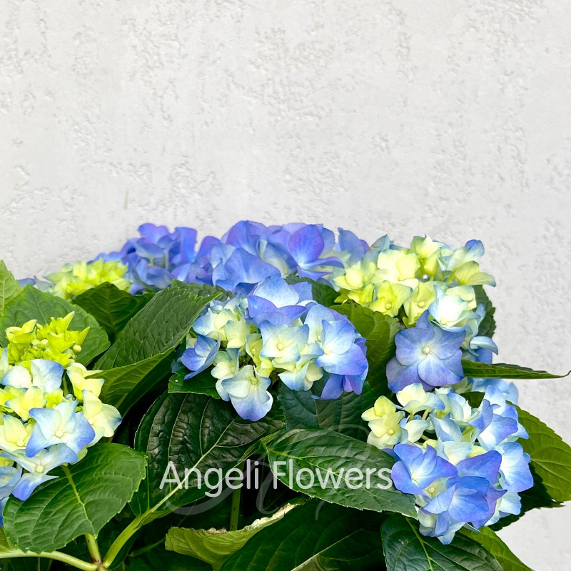 Гортензия Блю 2