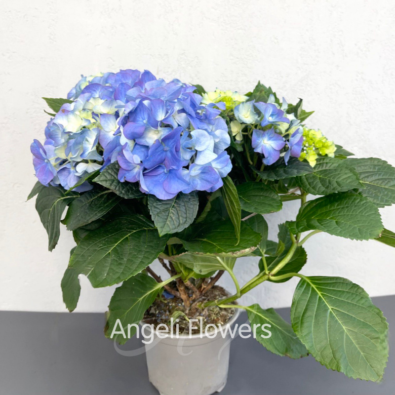 Гортензия Блю 1