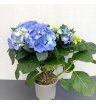 Гортензия Блю 1