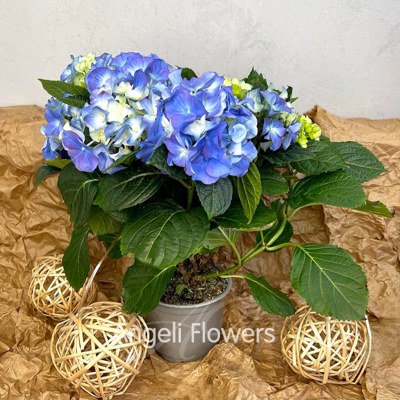 Гортензия Блю