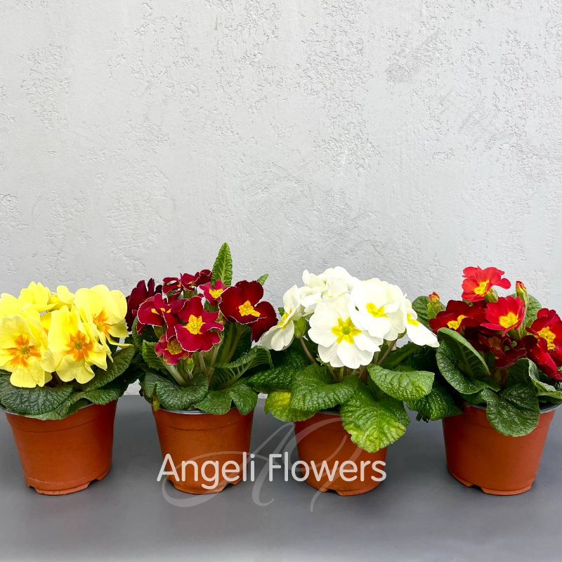 Примула Акаулис (цвета в ассортименте)