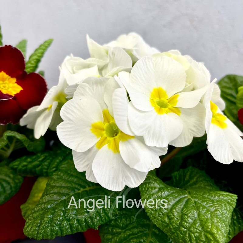 Примула Акаулис (цвета в ассортименте) 2