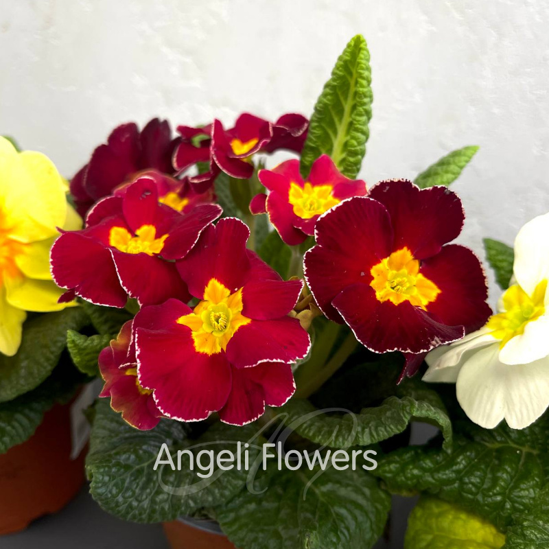 Примула Акаулис (цвета в ассортименте) 1