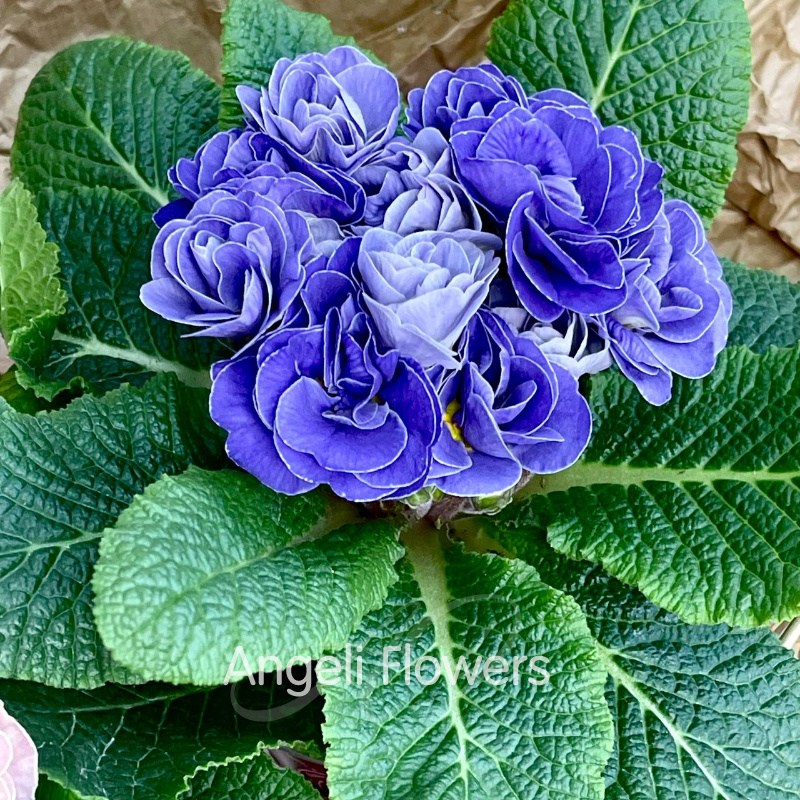 Примула Акаулис Рубенс (цвета в ассортименте) 1