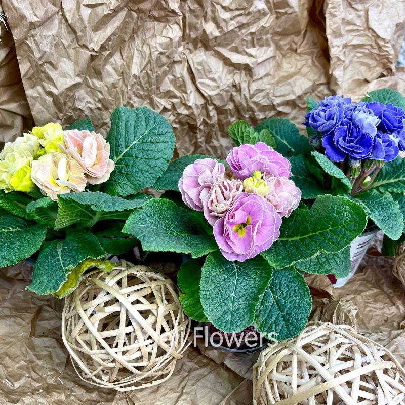 Примула Акаулис Рубенс (цвета в ассортименте)