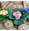 Примула Акаулис Рубенс (цвета в ассортименте)