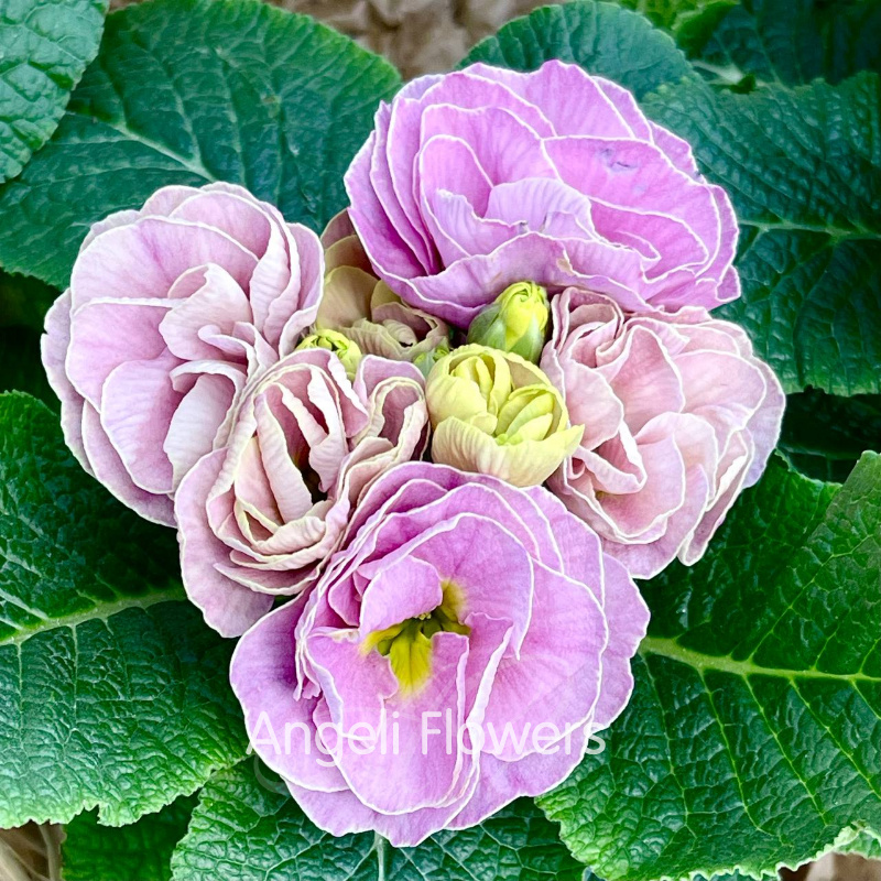 Примула Акаулис Рубенс (цвета в ассортименте) 3