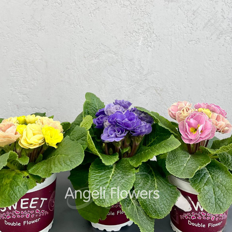 Примула Акаулис Рубенс (цвета в ассортименте) 2