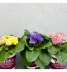 Примула Акаулис Рубенс (цвета в ассортименте) 2