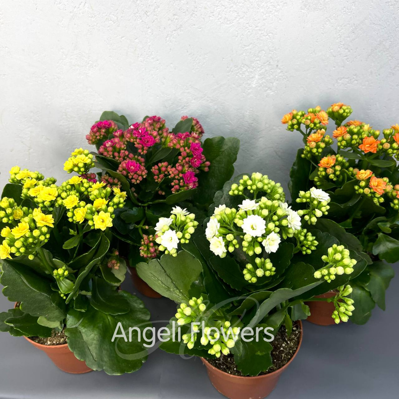 Каланхое Махровое Большое (цвета в ассортименте) 1