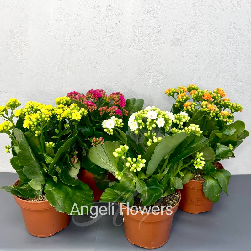 Каланхое Махровое Большое (цвета в ассортименте)