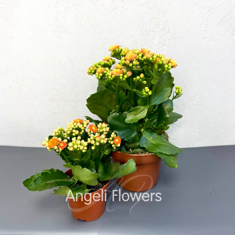 Каланхое Махровое Большое (цвета в ассортименте) 3