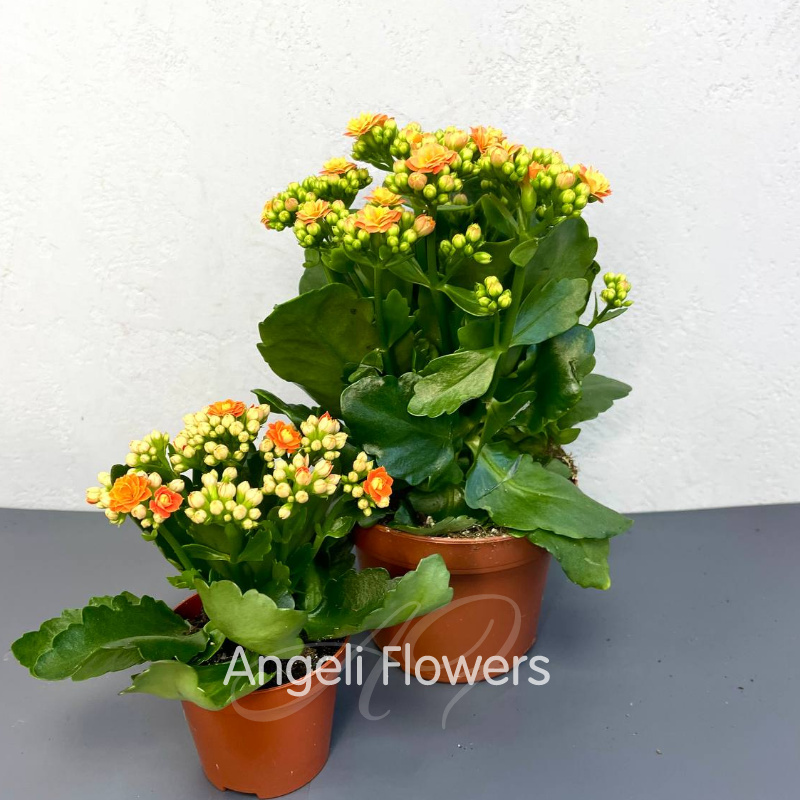 Каланхое Махровое Маленькое (цвета в ассортименте) 1