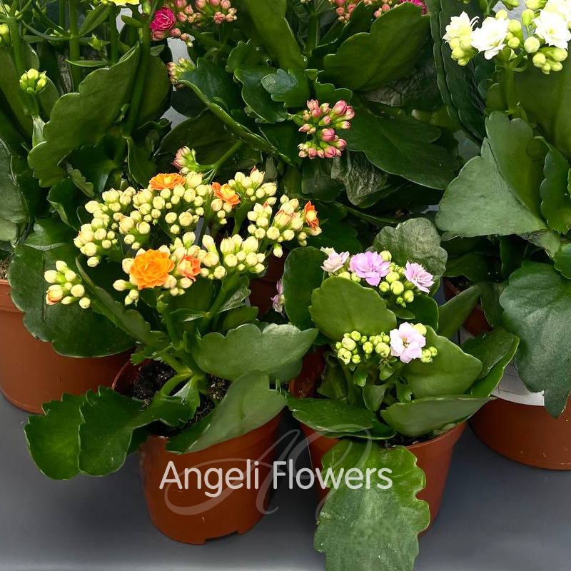 Каланхое Махровое Маленькое (цвета в ассортименте) 2