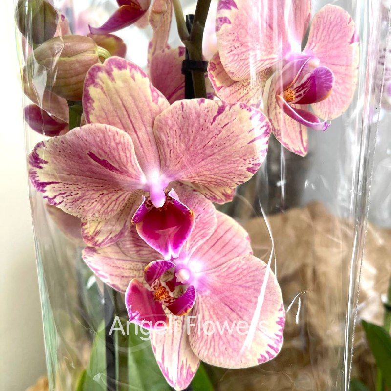 Орхидея Фаленопсис 1