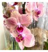 Орхидея Фаленопсис 1