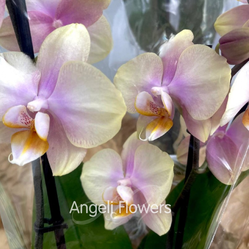 Орхидея Фаленопсис 2