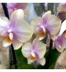 Орхидея Фаленопсис 2