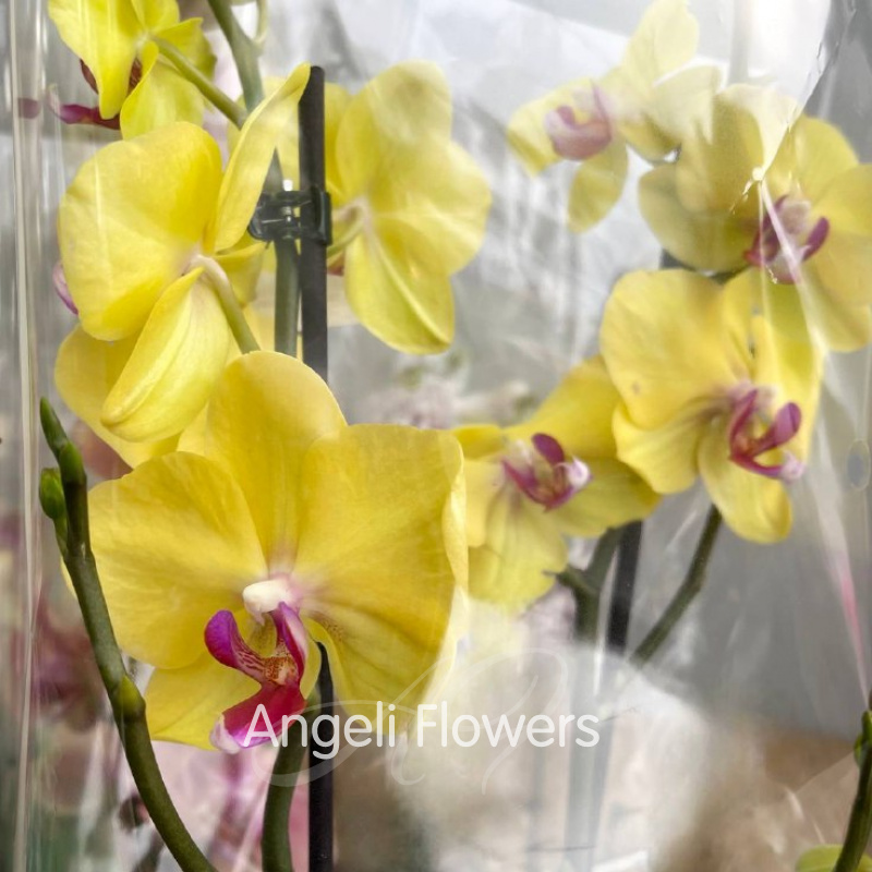 Орхидея Фаленопсис 3