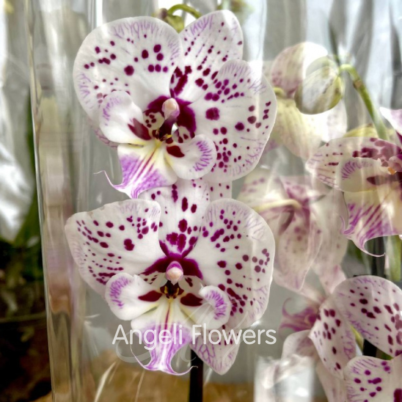 Орхидея Фаленопсис