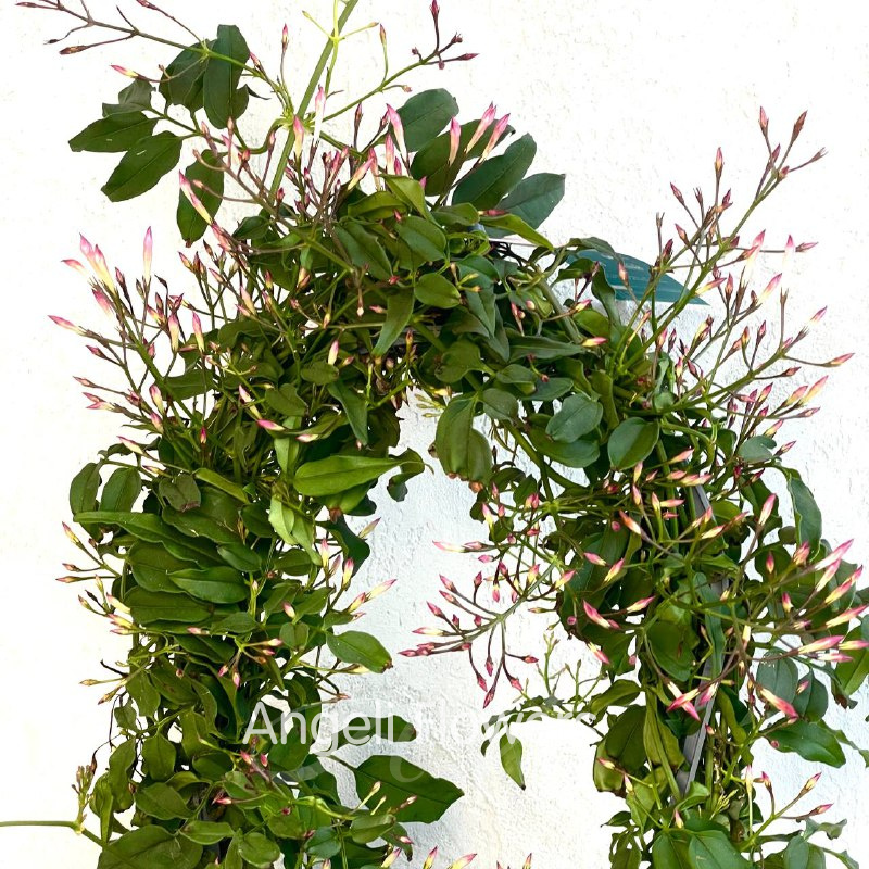 Жасмин Розовый  2