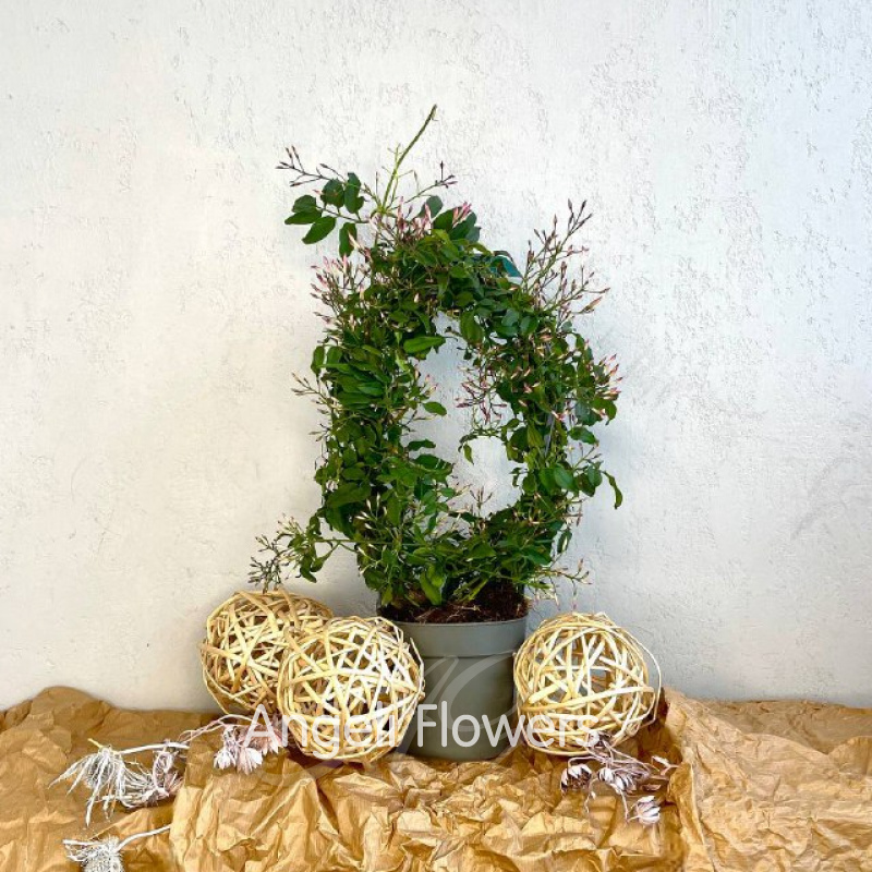 Жасмин Розовый 