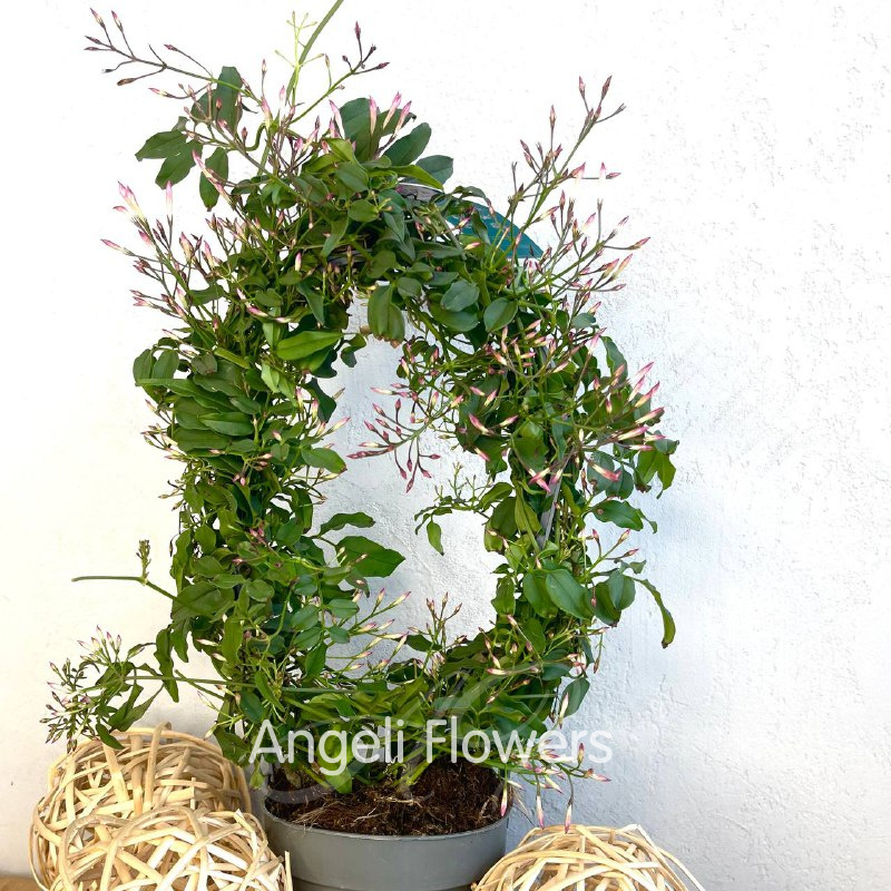 Жасмин Розовый  1