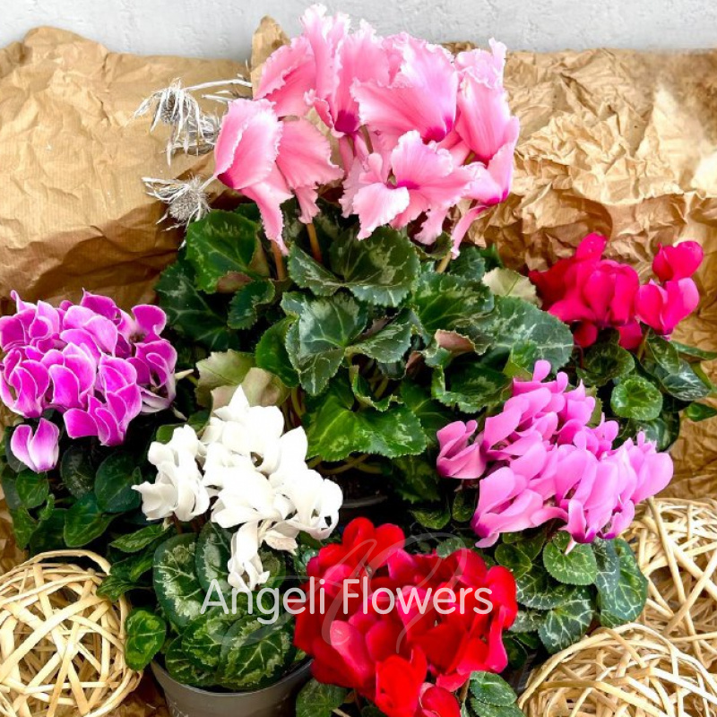 Цикламен Фьюжн (цвета в ассортименте)