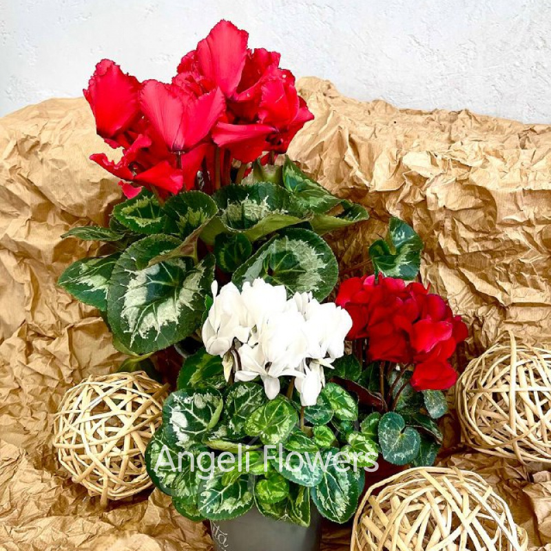 Цикламен Фьюжн (цвета в ассортименте) 2