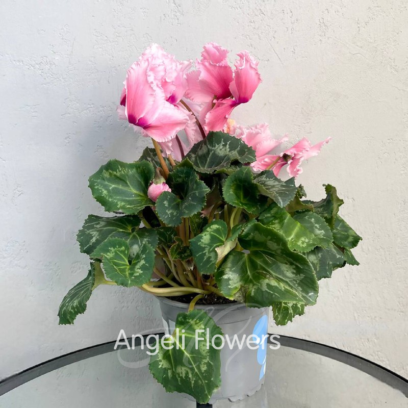 Цикламен Фьюжн (цвета в ассортименте)