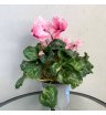 Цикламен Фьюжн (цвета в ассортименте)