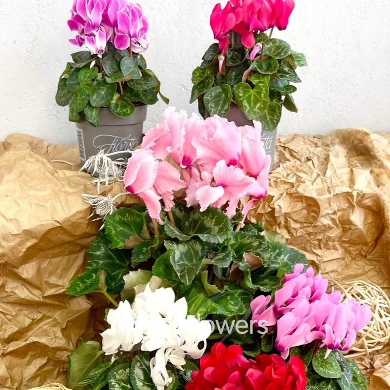 Цикламен Фьюжн (цвета в ассортименте) 1