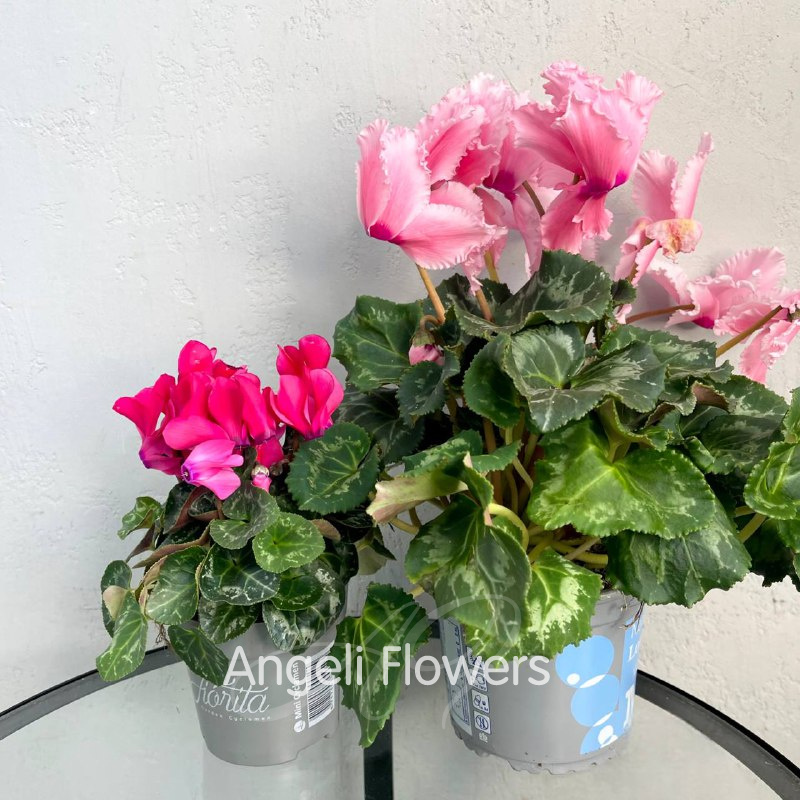 Цикламен Фьюжн (цвета в ассортименте) 1