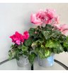 Цикламен Фьюжн (цвета в ассортименте) 1