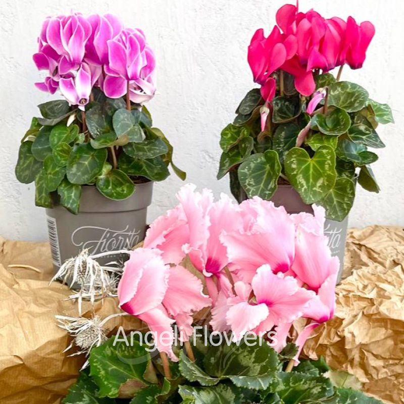 Цикламен Верано (цвета в ассортименте) 2