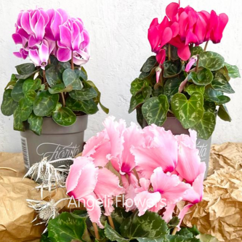 Цикламен Верано (цвета в ассортименте) 3