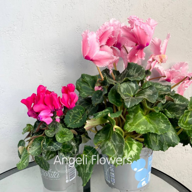 Цикламен Верано (цвета в ассортименте) 1