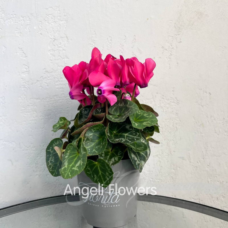 Цикламен Верано (цвета в ассортименте)