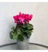 Цикламен Верано (цвета в ассортименте)