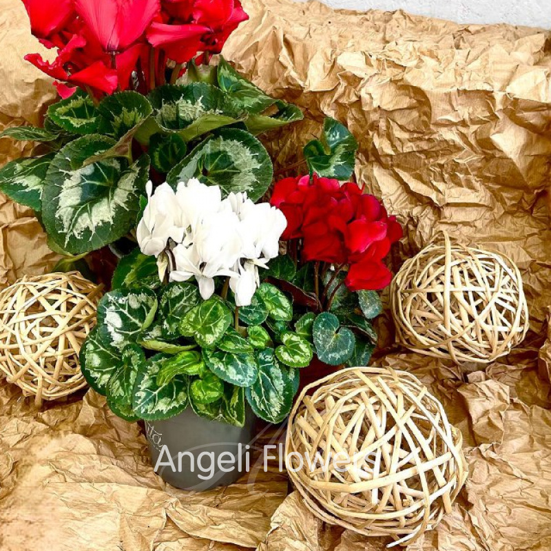 Цикламен Верано (цвета в ассортименте)