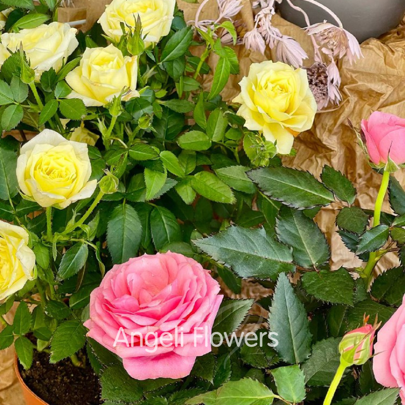 Роза Адель  1