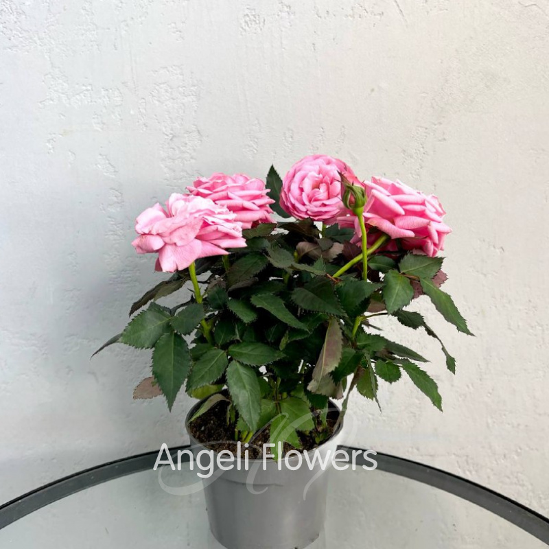 Роза Адель  1