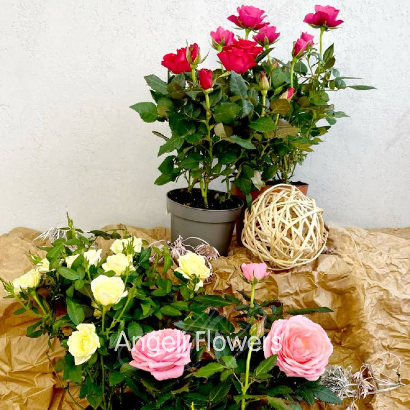 Роза Гранде Мерседес (цвета в ассортименте) 1