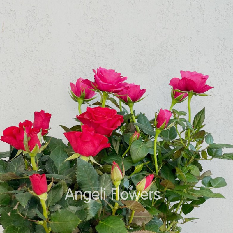 Роза Гранде Мерседес (цвета в ассортименте)